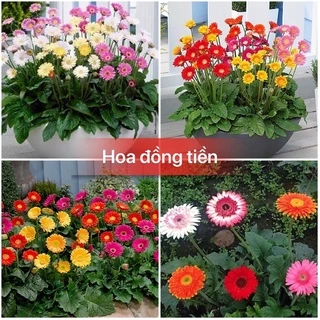 Hạt giống hoa đồng tiền đủ màu F1 chất lượng cao