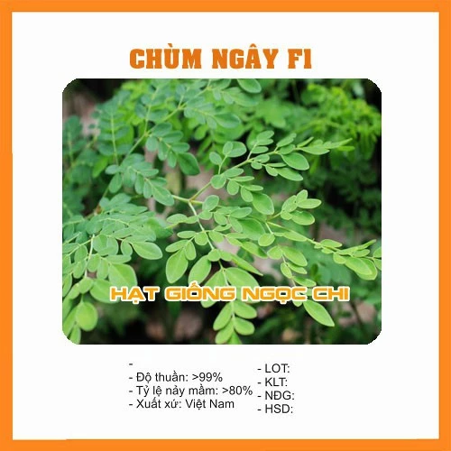 Hạt Giống Cây Chùm Ngây - 10 Hạt