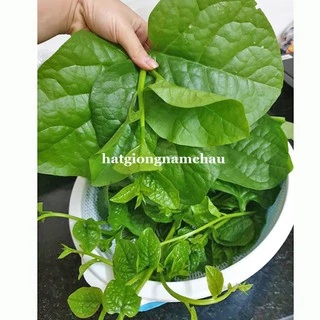 10GR - HẠT GIỐNG RAU MỒNG TƠI