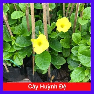 Cây Huỳnh Đệ (Thân leo) - Cây cảnh sân vườn