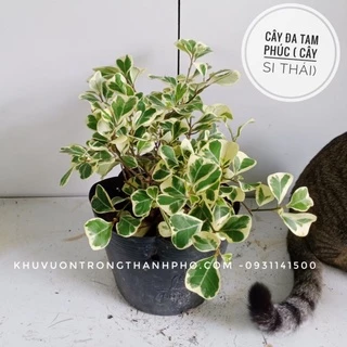 Cây đa tam phúc (si thái cẩm thạch) cao 20-25cm