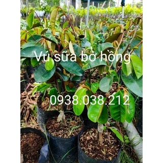 CÂY VÚ SỮA BƠ HỒNG