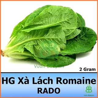 Hạt Giống Xà Lách Romaine Chịu Nhiệt, Giàu Dinh Dưỡng 2G