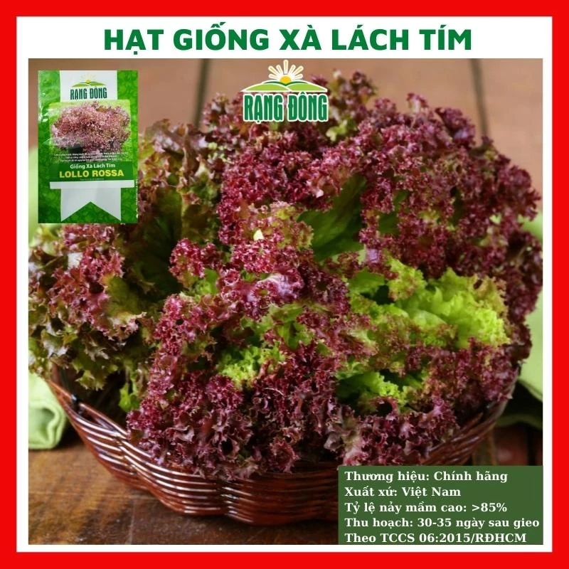 Hạt giống xà lách xoăn tím giòn ngọt - rau củ quả trồng chậu, vườn dễ chăm sóc, tỷ lệ nảy mầm cao 2gr RADO LOLLO ROSA