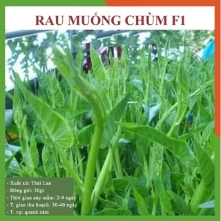 Hạt giống rau muống nước siêu ngọn Thái Lan F1 Gói 30 Gram, rau củ quả trồng sân thượng, tại vườn, ban công