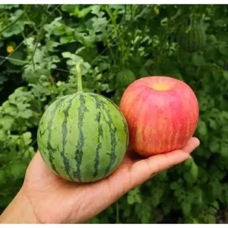 Hạt giống dưa hấu trái táo baby (Apple WaterMelon ) Gói 5 hạt/tặng gói kích thích hạt nảy mầm