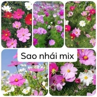 Hạt giống sao nhái nhiều mầu 300 hạt (Đếm lẻ)