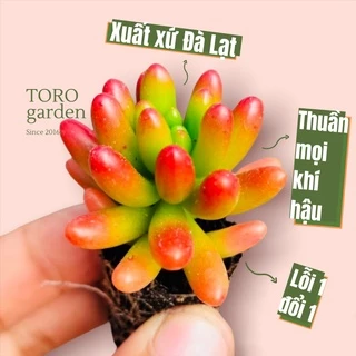 Sen đá thạch ngọc đỏ Đà Lạt size mini cây cảnh trang trí nhà cửa Toro garden