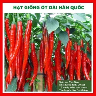 Hạt giống ớt dài Hàn Quốc - rau củ quả chịu nhiệt bốn mùa trồng chậu, sân vườn ban công ngon nảy mầm cao 20 hạt