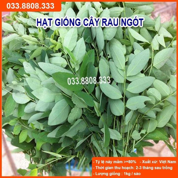 Hạt Giống Rau Ngót ( bù ngót, bồ ngót, rau tuốt) - Rau Nhiều Dinh Dưỡng