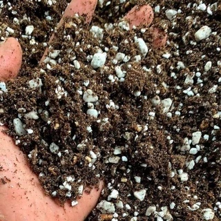 Đất trồng sen đá ( đất chuẩn nhiều đá)