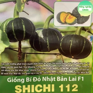 Hạt Giống Bí Đỏ Nhật Bản Lai F1 (SHICHI112) 5 Hạt