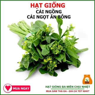 Hạt Giống Cải Ngọt Ăn Bông Cải Ngồng 20gram