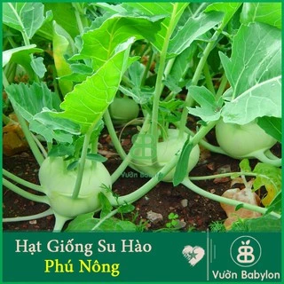 Hạt Giống Su Hào Xanh 0,5Gr - Hạt Giống Su Hào Dễ Trồng, Sớm Thu Hoạch