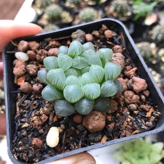 Sen đá kim cương nhỏ haworthia copeeri