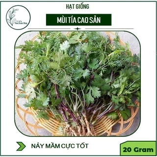 Hạt giống rau mùi tía cao sản 20g