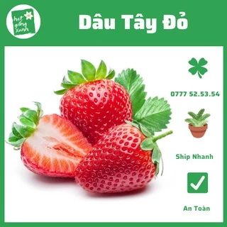 Hạt Giống Dâu Tây Đỏ(0.01gr) Nảy Mầm Cực Chuẩn