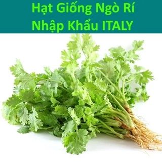 Ngò Rí (20g), Hạt Giống Ngò Lớn Pháp - Nhập Khẩu ITALY