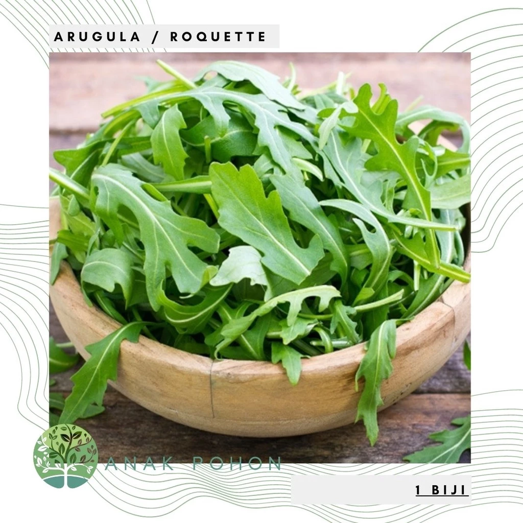 Hạt giống - Lá xà lách Rucola 50h