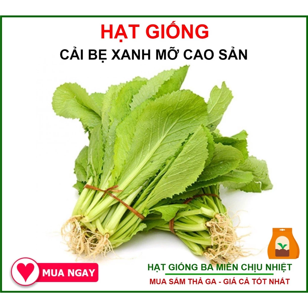 Giống Cải Bẹ Xanh Mỡ Phú Nông 50gr