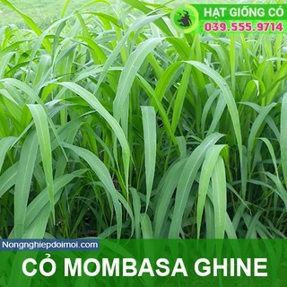 Hạt giống cỏ Mombasa ghine - cỏ sả lá lớn - cỏ chăn nuôi ( 500g)