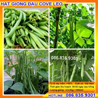 Hạt Giống Đậu ( Đỗ) Cove Leo 50gram - Đậu Sai Quả Nhanh Thu Hoạch