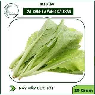 Hạt giống Cải Canh Lá Vàng 20gr