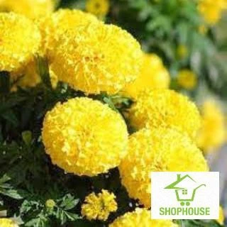 shophouse Gói 50 hạt giống  hoa cúc vạn thọ vàng bông to  SHOP HOUSE  TẾT KHUYẾN MẠI