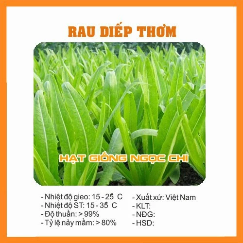 Hạt Giống Rau Diếp Thơm (Hạt Giống Ngọc Chi) - 5Gr