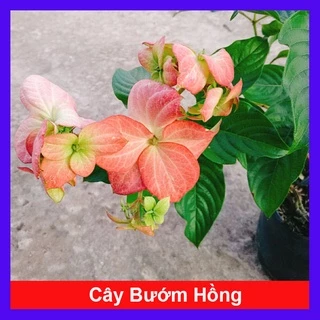 Cây Bướm Hồng - cây cảnh trong nhà