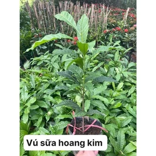 (PHẠM GIA FARM) Cây giống vú sữa Hoàng Kim, giống cây khỏe, quả ngon rất thơm, ít sâu hại và sớm cho trái, không mấ