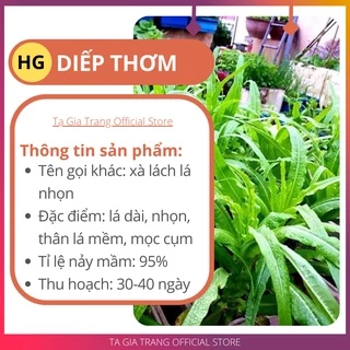 Hạt giống rau diếp thơm - Shop hạt giống Tạ Gia Trang | Gói 10g