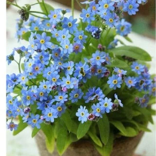 100 Hạt giống hoa Lưu Ly xanh (Forget Me Not)