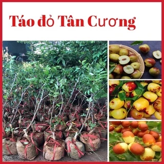 Cây hồng táo - táo đỏ Tân cương (ảnh thật hình cuối)