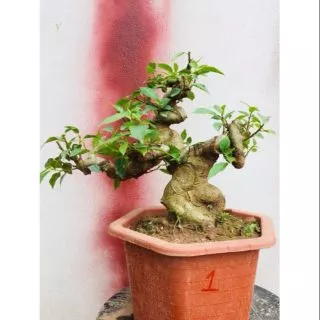 Cây Sung bonsai mini