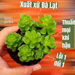 Sen đá sedum hoa hồng xanh SONDA GARDEN size bé 5cm, cây cảnh trang trí nhà cửa, lỗi 1 đổi 1