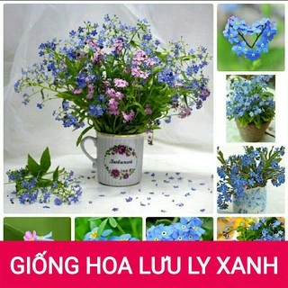 Hạt giống hoa lưu ly xanh 50 hạt