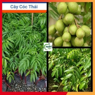 Cây Giống Cóc Thái _CÂY CAO 50cm gốc 1cm. ươm hạt đc 1 năm tuổi. nhanh cho trái- trồng chậu