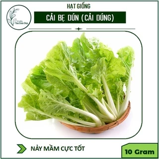 HẠT GIỐNG CẢI BẸ DÚN (CẢI DÚNG)THÁI LAN