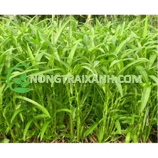 50GR - HẠT GIỐNG RAU MUỐNG LÁ TRE THÁI LAN