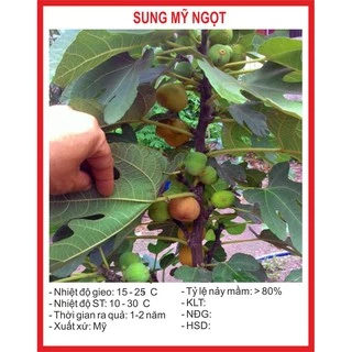 Hạt giống cây Sung Mỹ Ngọt 10 Hạt