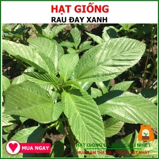 Hạt Giống Rau Đay Xanh Rạng Đông 20 Gram