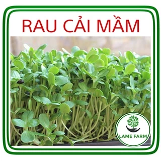 Hạt giống rau mầm củ cải trắng chất lượng năng suất cao Lame farm CM01