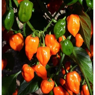 [Hạt giống Mỹ] Hạt giống ớt siêu cay Mỹ Habanero màu cam - tỷ lệ nảy mầm 90%