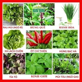 Hạt giống rau củ quả COMBO 9 loại rau thơm gia vị trồng chậu dễ trồng tỷ lệ nảy mầm cao RADO