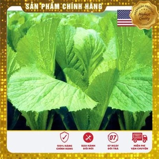 Gói 10 gr hạt giống rau cải bẹ xanh USA