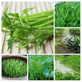 30 gram hạt giống rau muống siêu ngọn thái lan