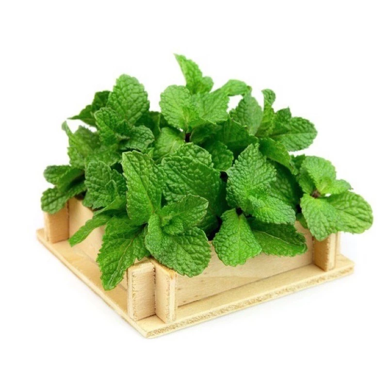 Hạt Giống Bạc Hà Âu - Hạt Giống Húng Lũi Âu - Mentha arvensis | SL: 100 HẠT