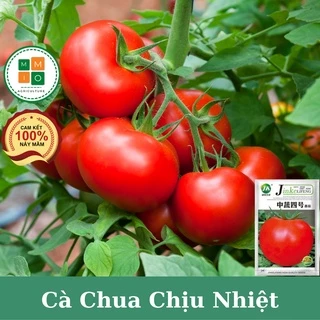 Hạt giống cà chua chịu nhiệt sinh trưởng vô hạn