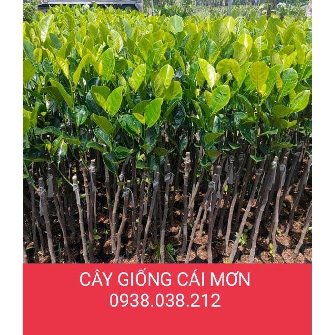 CÂY GIỐNG MÍT NGHỆ TỨ QUÝ